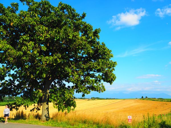 日本・函館「夏の北海道🌻」の写真