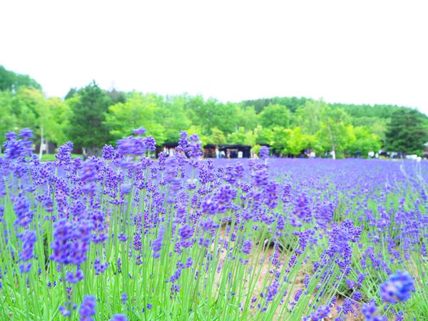 日本・北海道「ラベンダーの北海道」の写真
