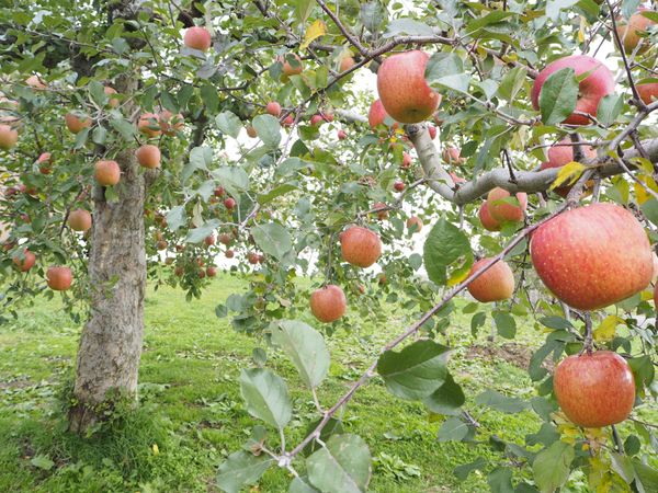 日本・函館「津軽海峡冬景色☃️」の写真