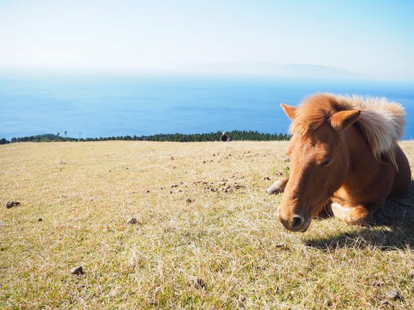 日本・鹿児島「あったかい南九州」の写真