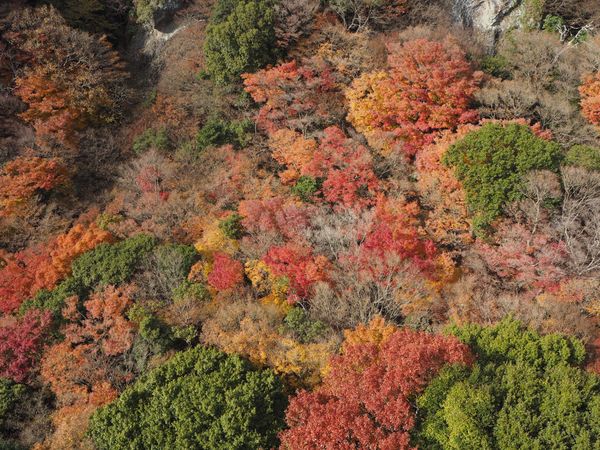 日本・小豆島「瀬戸内小豆島🌿」の写真