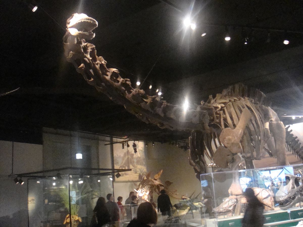 @Field Museum of Natural History②
こんな...