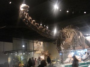 @Field Museum of Natural History②
こんな...