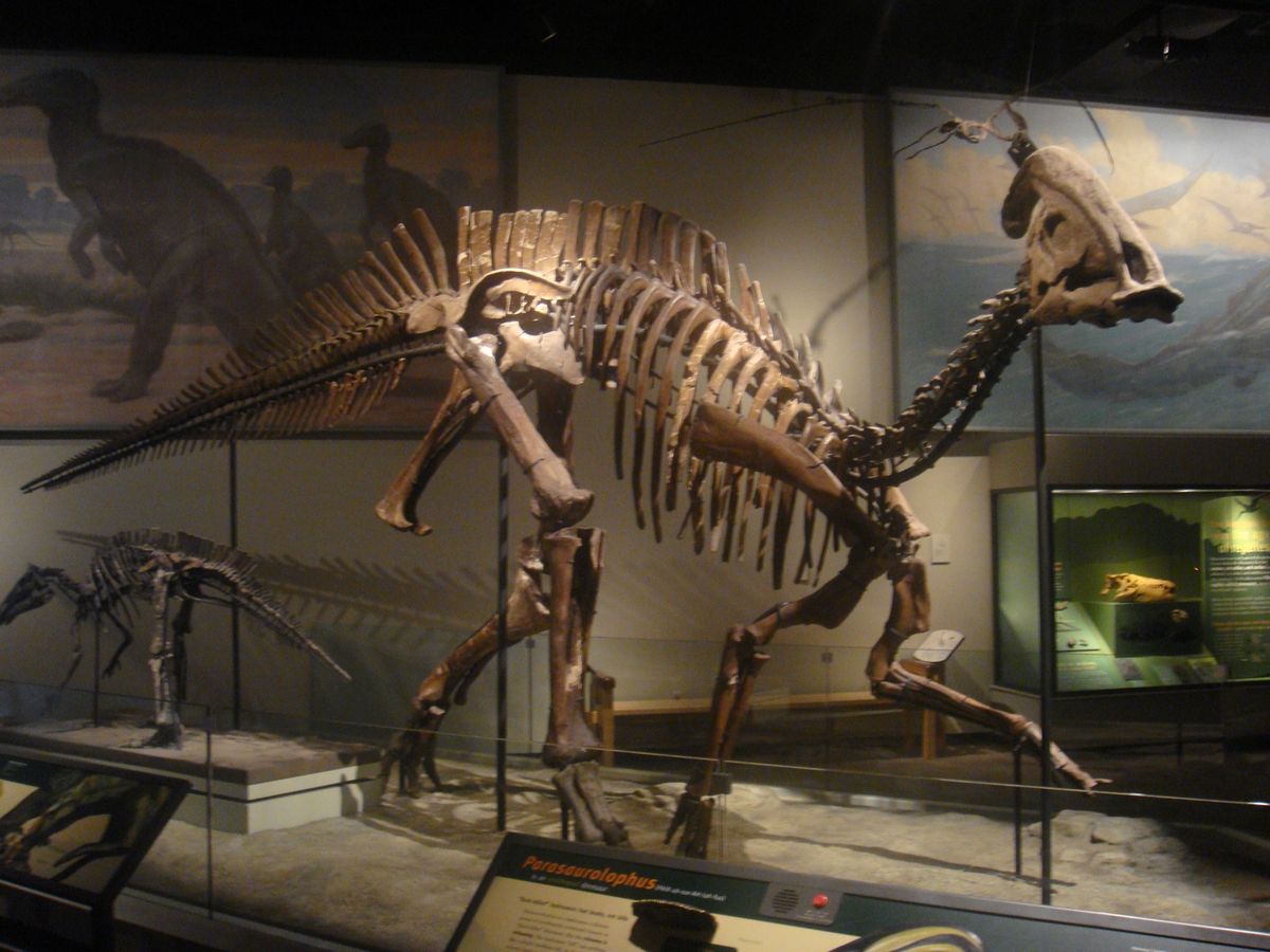 @Field Museum of Natural History②
こんな...