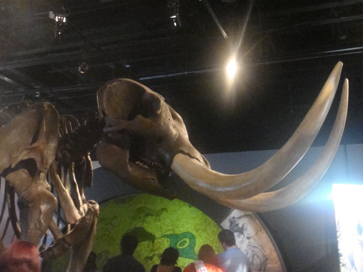 @Field Museum of Natural History①
後輩セ...