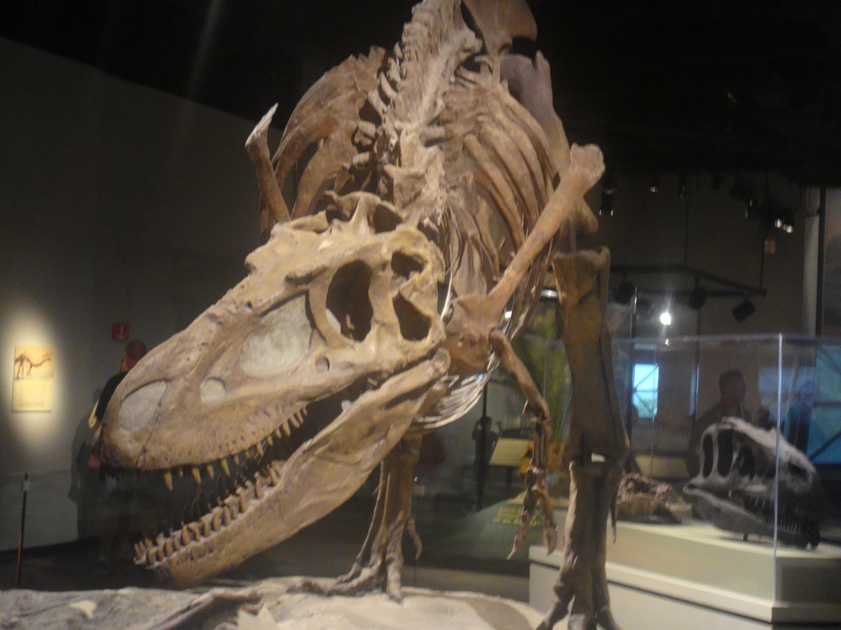 @Field Museum of Natural History②
こんな...