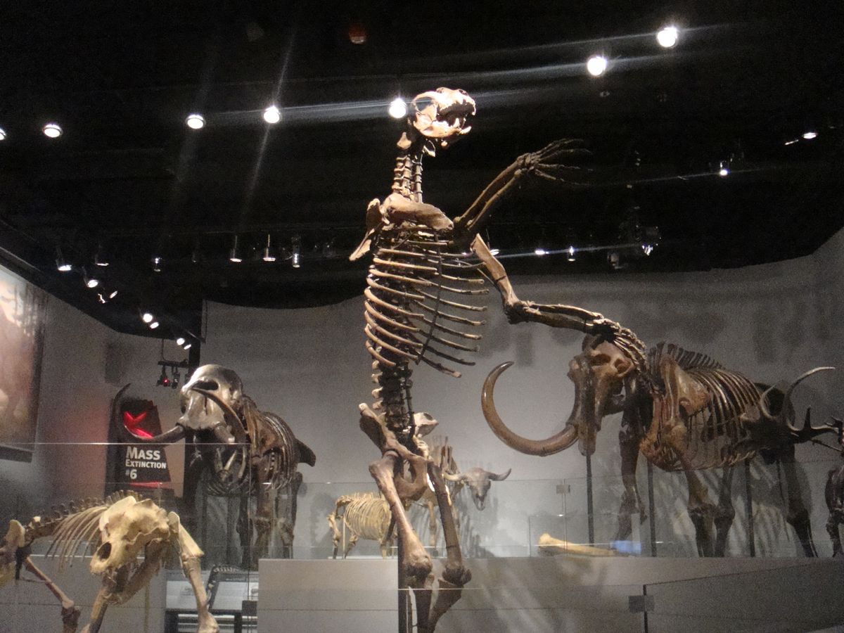 @Field Museum of Natural History③
日本🇯...