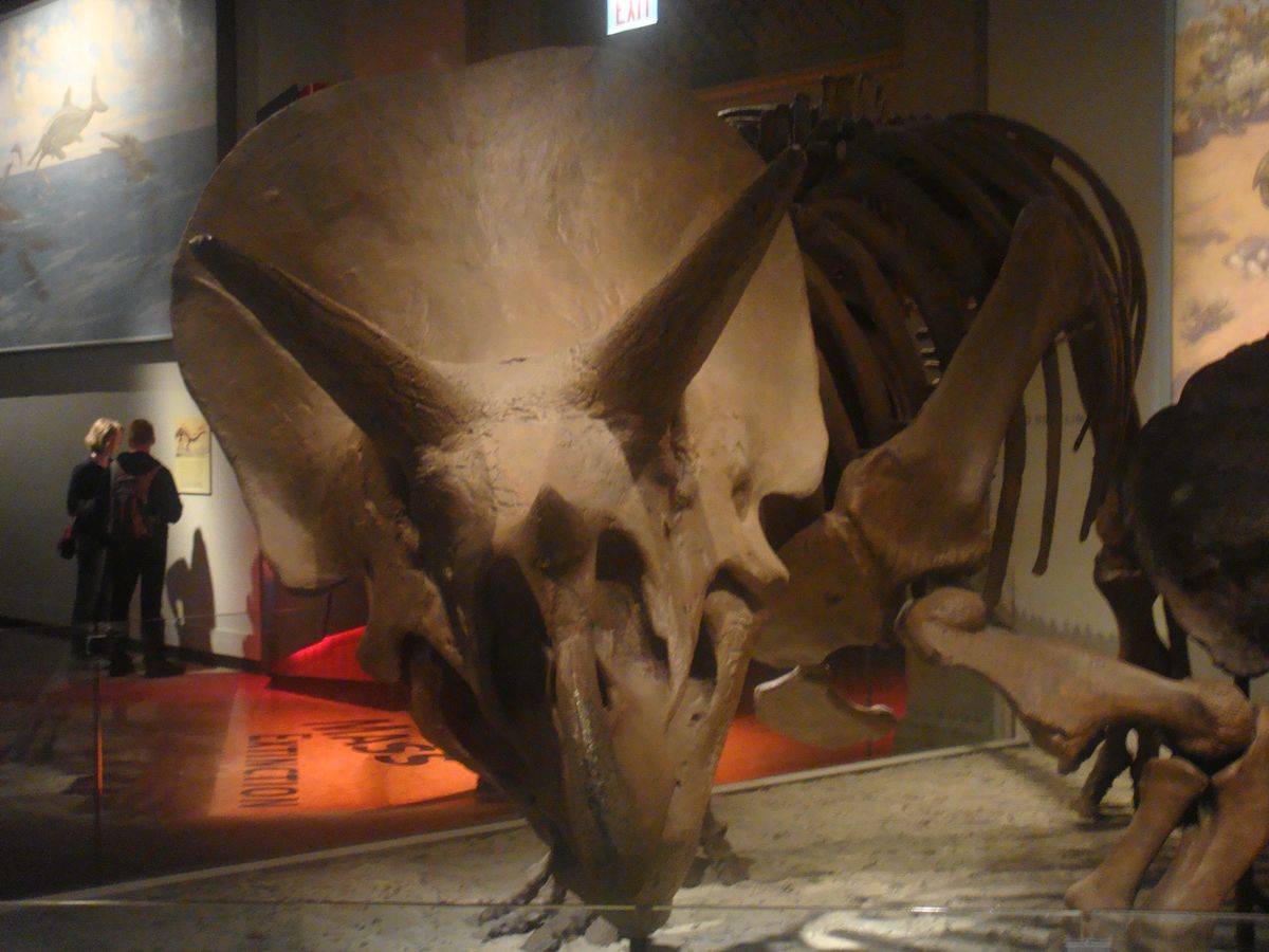 @Field Museum of Natural History②
こんな...