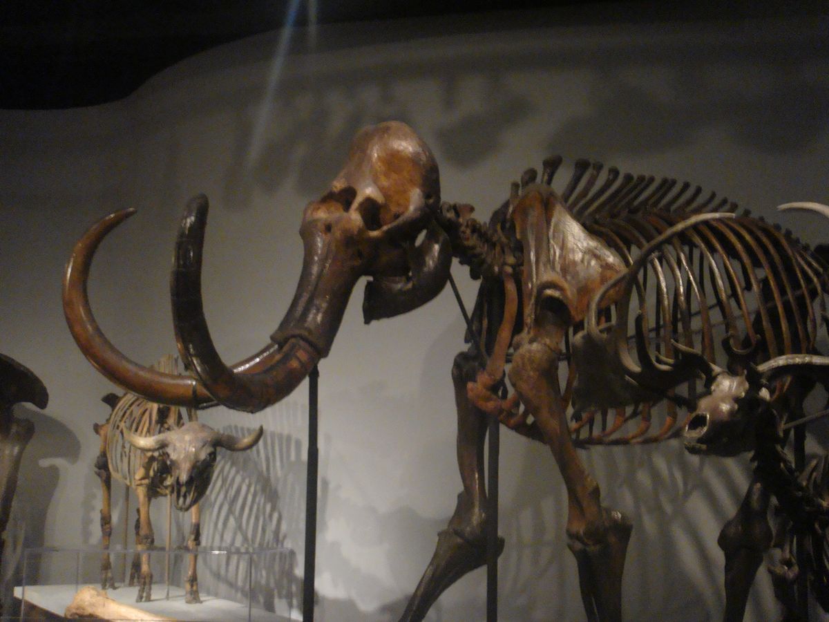 @Field Museum of Natural History③
日本🇯...