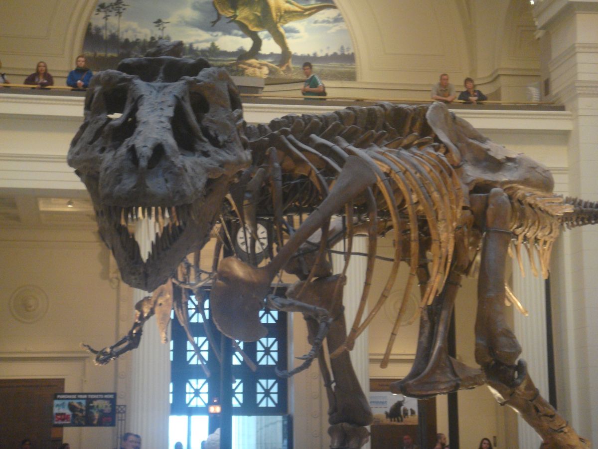 @Field Museum of Natural History①
後輩セ...