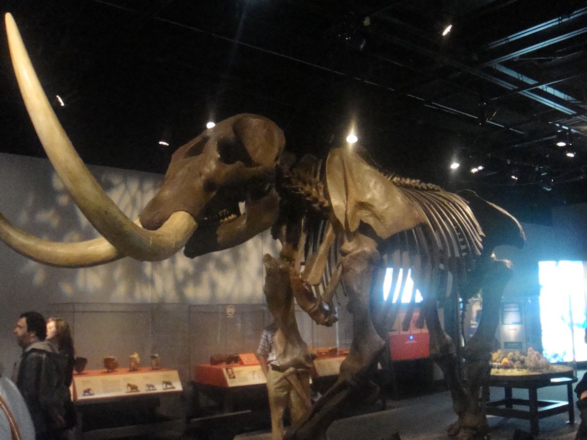 @Field Museum of Natural History①
後輩セ...