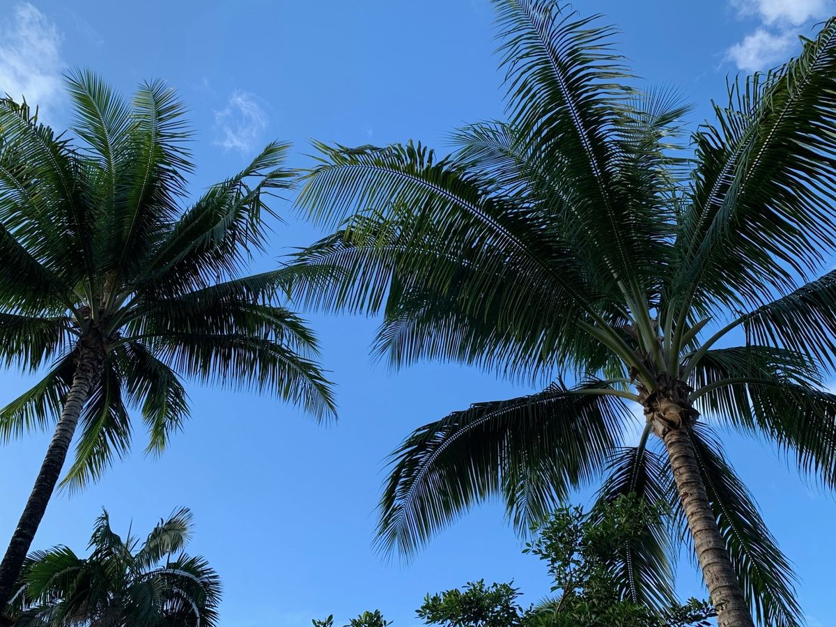 7th Feb. 2020 pic📷

TAHITIでのお気に入りの写真で...