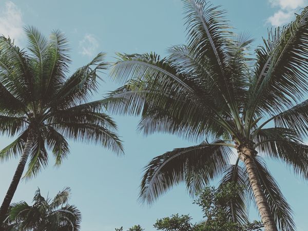 仏領ポリネシア・タヒチ「Tahiti🇵🇫Moorea第８回母娘旅行👩‍👧*°」の写真：7th Feb. 2020 pic📷

...