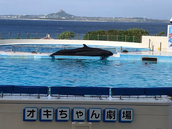 日本・那覇「沖縄　美ら海水族館満喫の旅」の写真：イルカショーの動画