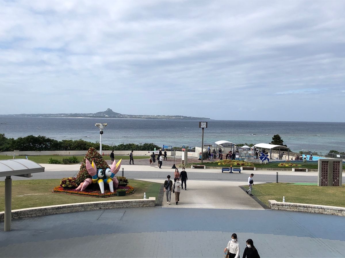 イルカショーの動画