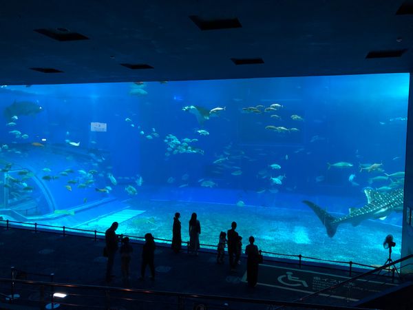 日本・那覇「沖縄　美ら海水族館満喫の旅」の写真