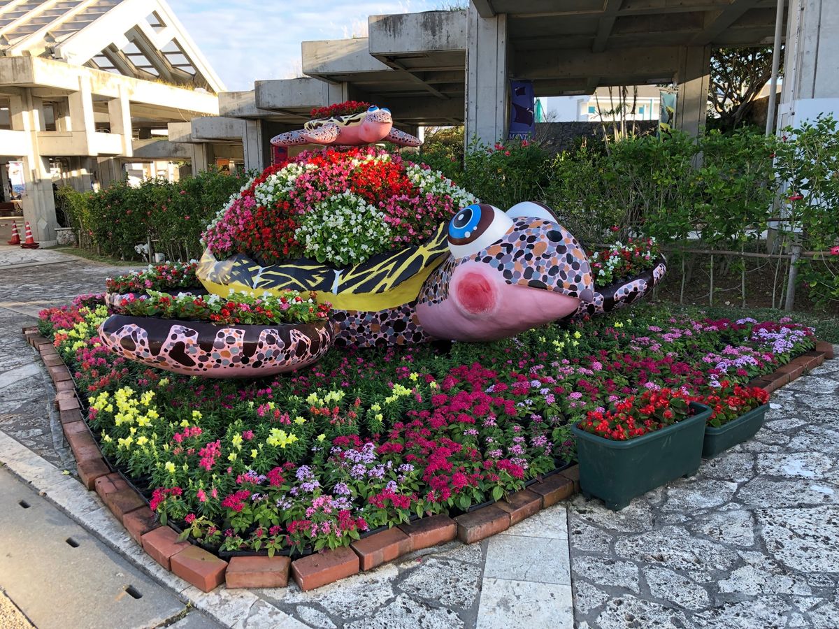 イルカショーの動画