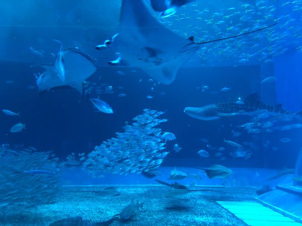 日本・那覇「沖縄　美ら海水族館満喫の旅」の写真：モグモグタイム