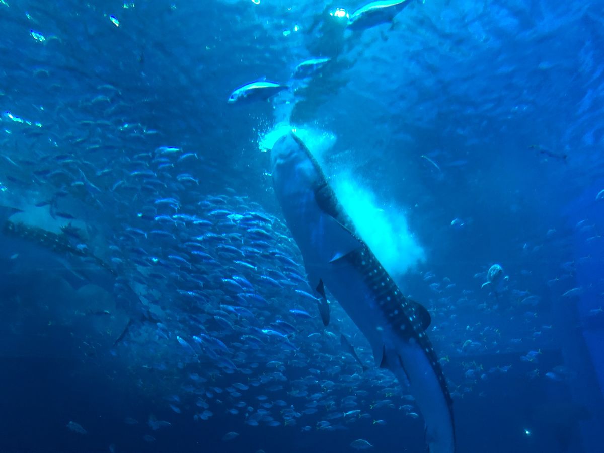 モグモグタイム