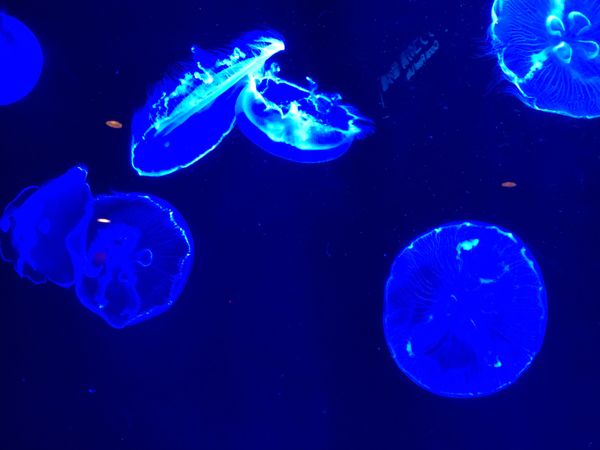 日本・那覇「沖縄　美ら海水族館満喫の旅」の写真