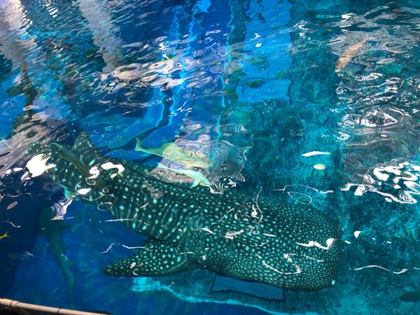 日本・那覇「沖縄　美ら海水族館満喫の旅」の写真：バックヤードツアー1