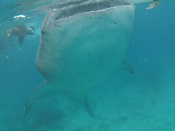フィリピン「【海外】セブ島」の写真