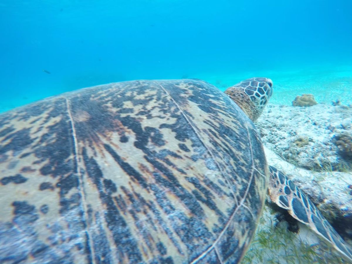 バリカザク島(´∇｀)
海が綺麗！！！ウミガメと出会えた(Ｔ▽Ｔ)♥