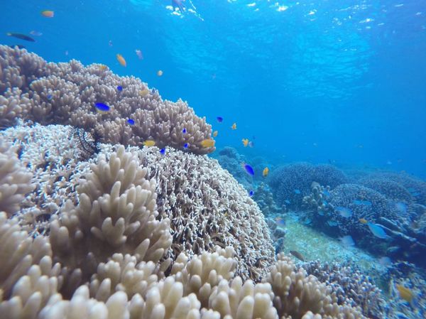 フィリピン「【海外】セブ島」の写真：バリカザク島(´∇｀)
海が綺麗！！！ウ...
