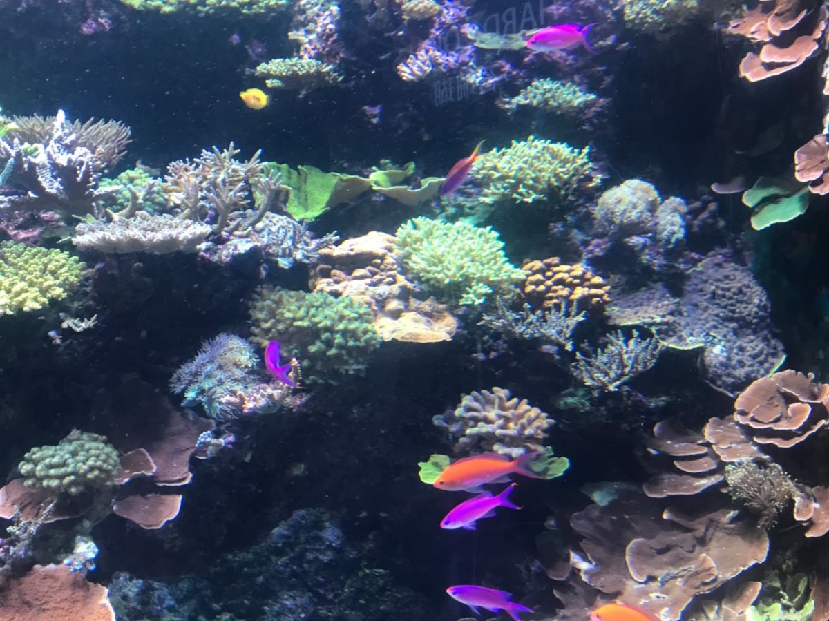 USS、アクアリウム、マーライオン、夜景
観光地もたくさんあって楽しかった〜！
