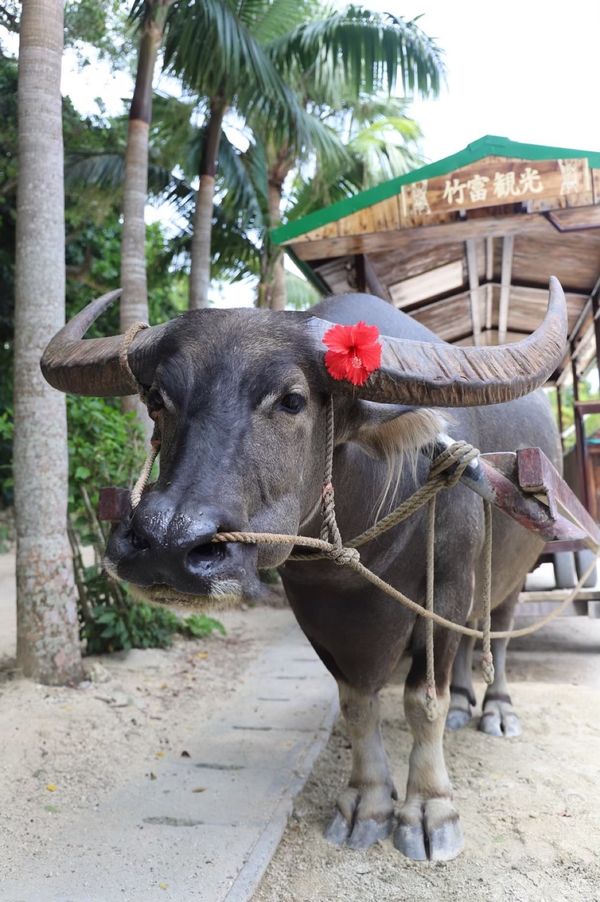 日本・竹富島「【国内】沖縄」の写真：竹富島といえば水牛🐃
島がすごく小さくて...