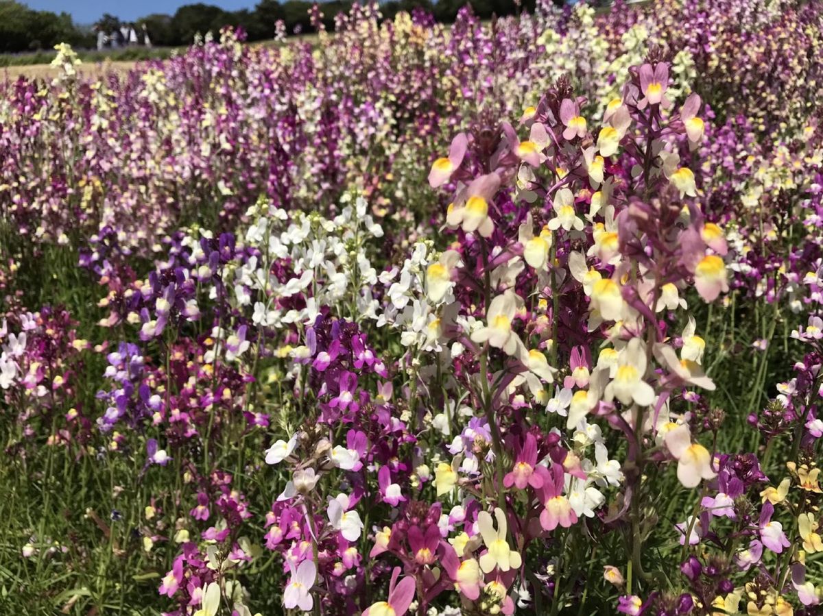 あわじ花さじきで自然満喫して、
廃校になった学校を使ってる施設へ行ったよ！...