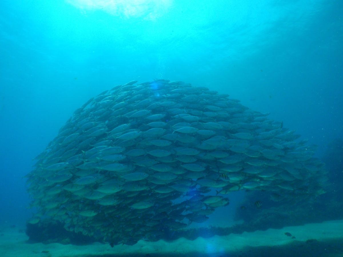 9th Mar. 2012 pic📷

３本目🐠🐠🐠⋆*
in Lau L...