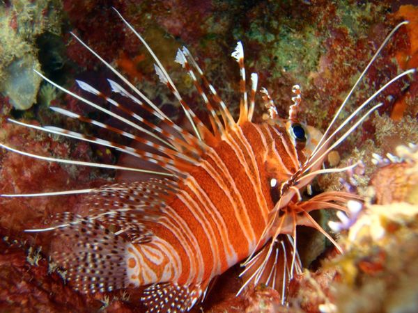 北マリアナ諸島・サイパン島「Saipan🇲🇵Diving🤿Trip👫」の写真：9th Mar. 2012 pic📷

...