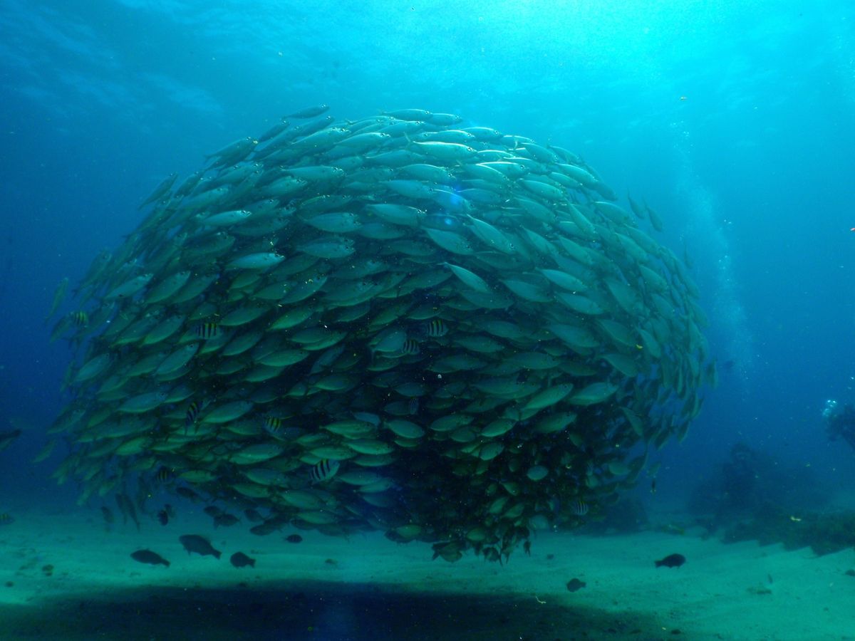 9th Mar. 2012 pic📷

３本目🐠🐠🐠⋆*
in Lau L...