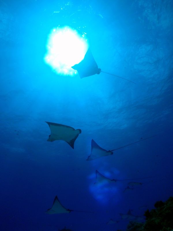 北マリアナ諸島・サイパン島「Saipan🇲🇵Diving🤿Trip👫」の写真：9th Mar. 2012 pic📷

...