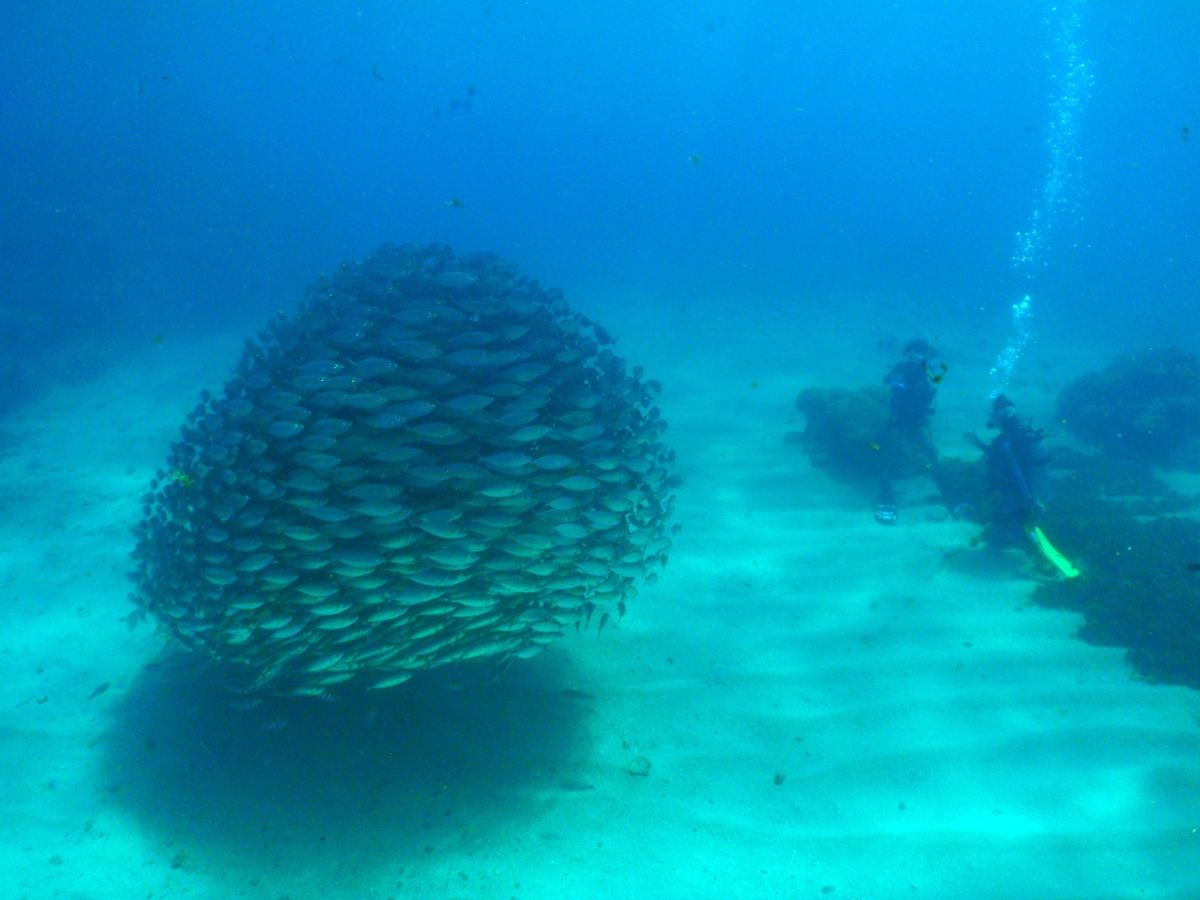 9th Mar. 2012 pic📷

３本目🐠🐠🐠⋆*
in Lau L...