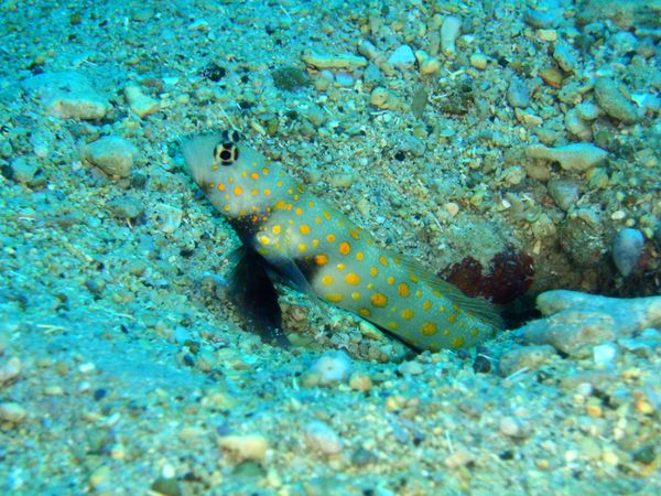 北マリアナ諸島・サイパン島「Saipan🇲🇵Diving🤿Trip👫」の写真：9th Mar. 2012 pic📷

...