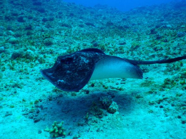 北マリアナ諸島・サイパン島「Saipan🇲🇵Diving🤿Trip👫」の写真：10th Mar. 2012 pic📷
...