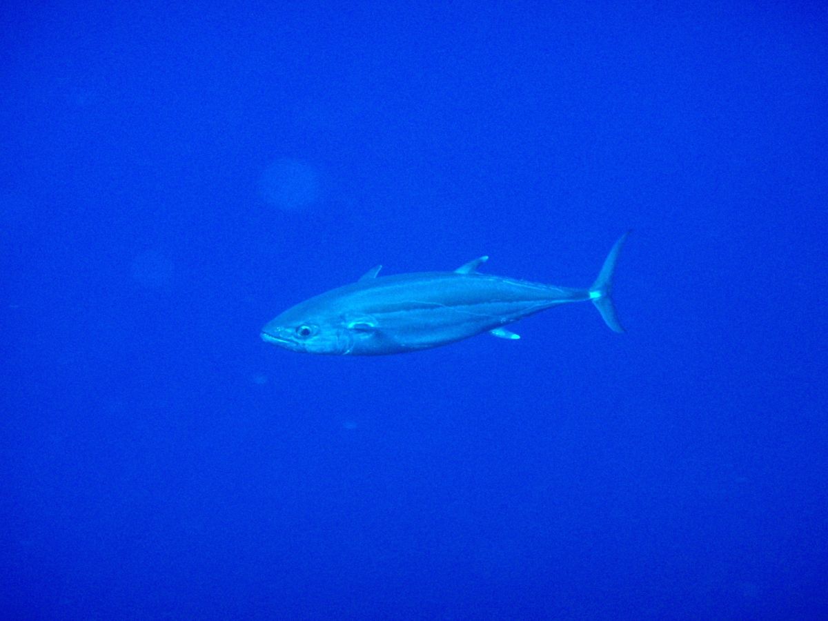 10th Mar. 2012 pic📷

１本目🐠⋆*
in フレミング
...