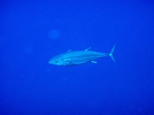 10th Mar. 2012 pic📷

１本目🐠⋆*
in フレミング
...