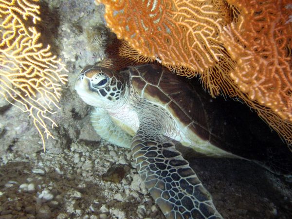 北マリアナ諸島・サイパン島「Saipan🇲🇵Diving🤿Trip👫」の写真：8th Mar. 2012 pic📷

...