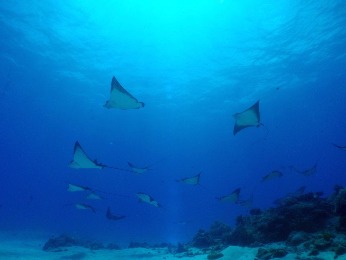 9th Mar. 2012 pic📷

２本目🐠🐠⋆*
in ダブルレ...