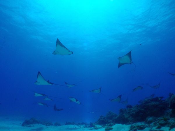 北マリアナ諸島・サイパン島「Saipan🇲🇵Diving🤿Trip👫」の写真：9th Mar. 2012 pic📷

...