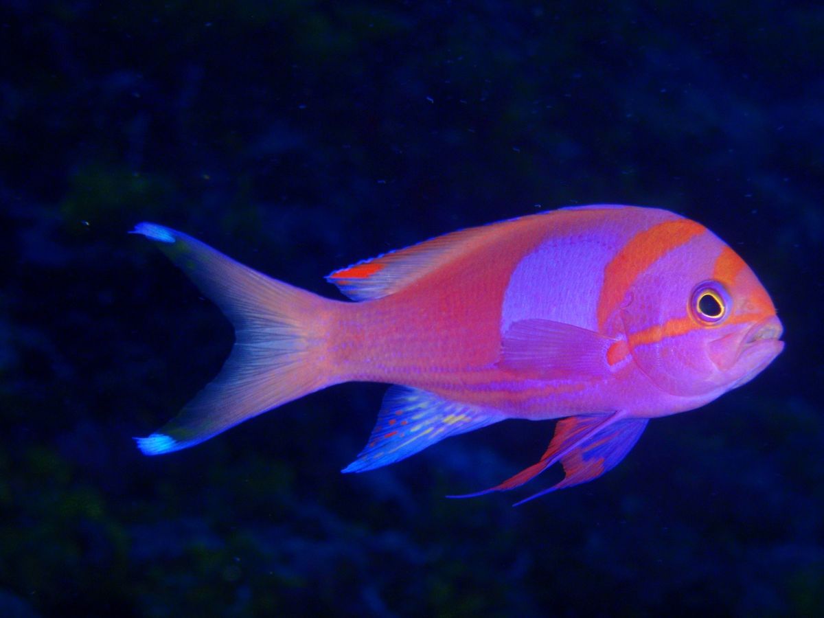 10th Mar. 2012 pic📷

１本目🐠⋆*
in フレミング
...