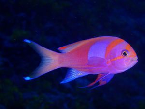 10th Mar. 2012 pic📷

１本目🐠⋆*
in フレミング
...