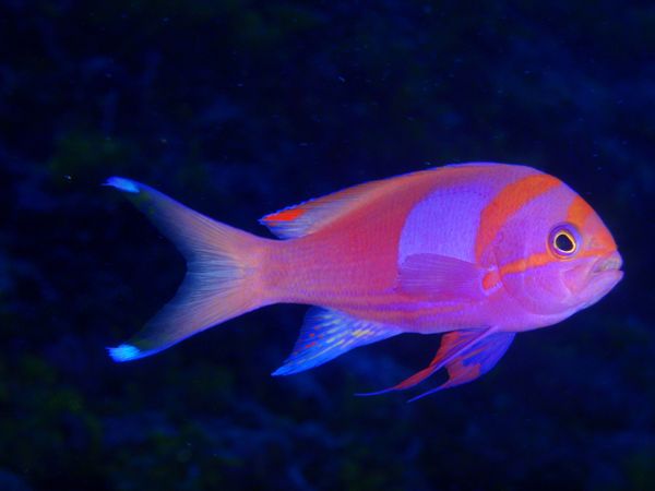 北マリアナ諸島・サイパン島「Saipan🇲🇵Diving🤿Trip👫」の写真：10th Mar. 2012 pic📷
...