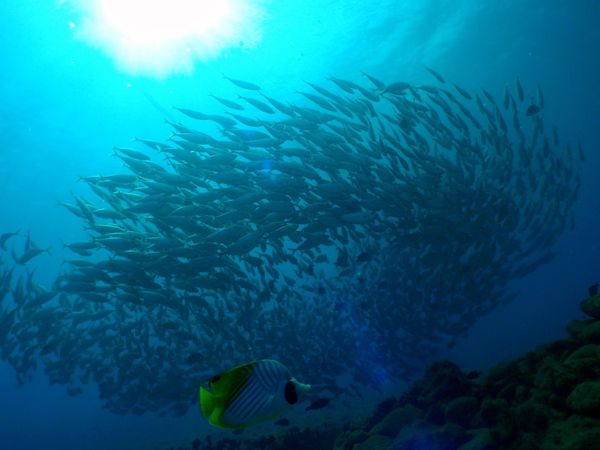 北マリアナ諸島・サイパン島「Saipan🇲🇵Diving🤿Trip👫」の写真：9th Mar. 2012 pic📷

...