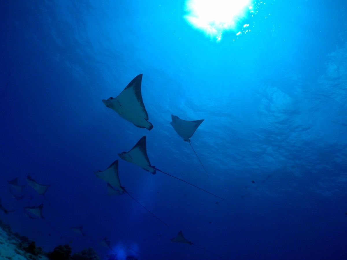 9th Mar. 2012 pic📷

２本目🐠🐠⋆*
in ダブルレ...