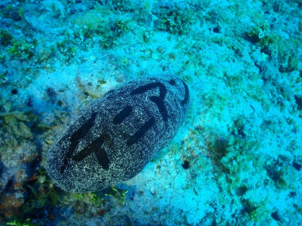 北マリアナ諸島・サイパン島「Saipan🇲🇵Diving🤿Trip👫」の写真：10th Mar. 2012 pic📷
...