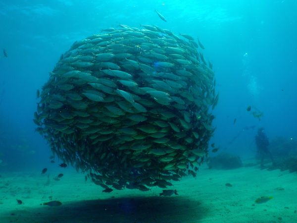 北マリアナ諸島・サイパン島「Saipan🇲🇵Diving🤿Trip👫」の写真：9th Mar. 2012 pic📷

...